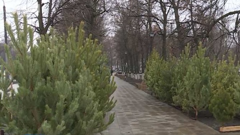 В Петербурге нашли нелегальные хвойные рынки