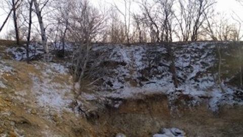 Прокуратура проверит факт обнаружения скотомогильника в пригороде Хабаровска