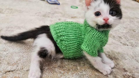 Новорожденных котят нашли в мусорном баке в Новосибирске