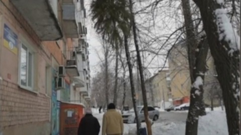 Саратовским прохожим угрожает повисшая на дереве елка
