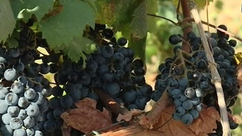 В Крыму выставили на продажу винзавод "Коктебель"