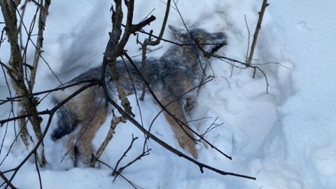 Полиция начала проверку из-за массовой гибели собак под Новосибирском
