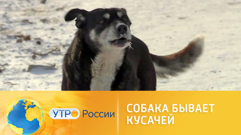 Собака кусачая от жизни собачей. Собака бывает кусачей только от жизни собачей. Собака бывает кусачей только от жизни собачей. Собака бывает кусачей. Собака бывает кусачей слушать.