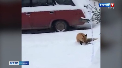 В Перми во дворе жилого дома гуляла лиса