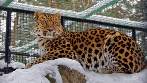 Снимки очень редких кошек показал новосибирский зоопарк