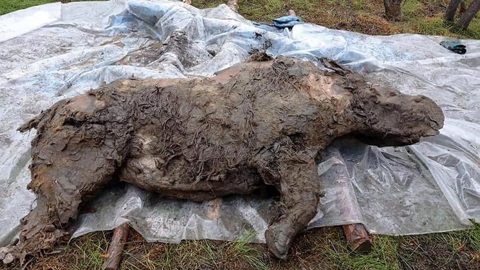 В Сибири найдены останки древнего шерстистого носорога