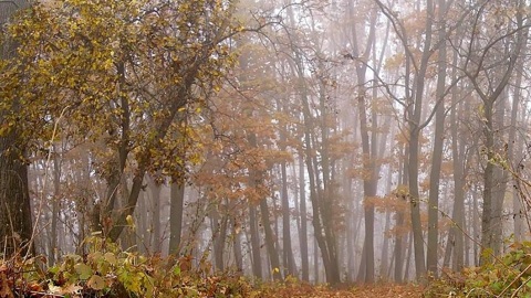 Охотники избили егеря в Апшеронском районе Кубани
