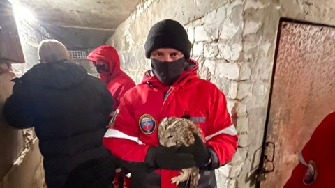Саратовские спасатели вызволили попавшую в погреб сову