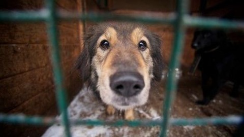 Губернатор Тульской области распорядился выделить средства на отлов собак