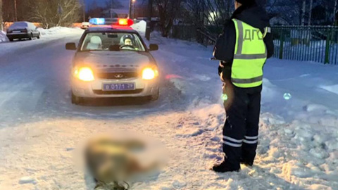 Полицейские застрелили волка возле детского сада в Архангельске