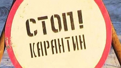 В Омской области зафиксирована вспышка бешенства животных