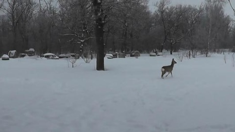 В Пензенской области спасли косулю, которая забежала на территорию сердобского ФОКа