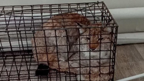В Пермском крае охотники поймали рысь, которая гуляла по территории больницы