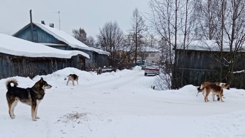 Свора бесхозных собак терроризирует жителей Устья