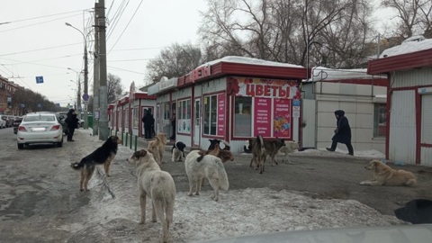 В Самаре стая собак держит в страхе жителей целого района