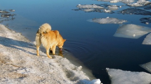 Спасатели предупредили воронежцев о промоинах во льду водохранилища