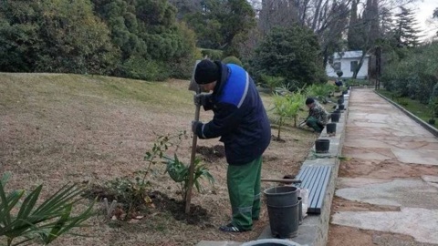 В Алупке восстанавливают пальмовую аллею