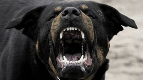 В Сибири из-за беспечности дедушки годовалую внучку загрызла собака