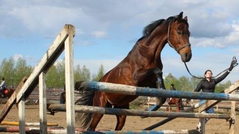 В Ивановской области 11-летнюю девочку затоптали лошади