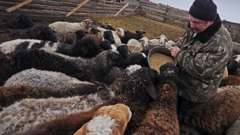 Житель Притамбовья разводит овец экзотических пород