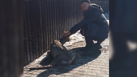 В Кузнецке полицейские защитили раненую косулю от стаи агрессивных собак
