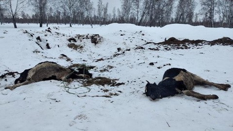 Новосибирский Минсельхоз: в Кыштовском районе коровы умерли от недостатка воды