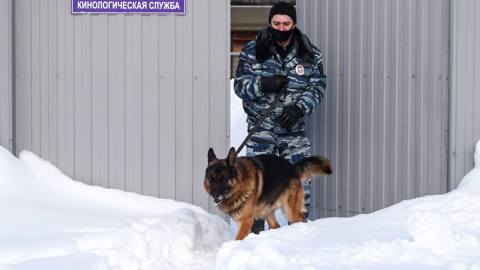 Кинологи ищут бомбы во всех детсадах и школах Подмосковья