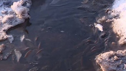 В Прикамье зафиксировано несколько случаев массового мора рыбы