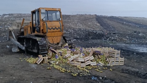 2304 кг "запрещенных" груш уничтожили в Новосибирской области