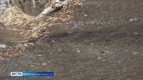 Половодье размыло ряд важных дорог в Череповецком районе