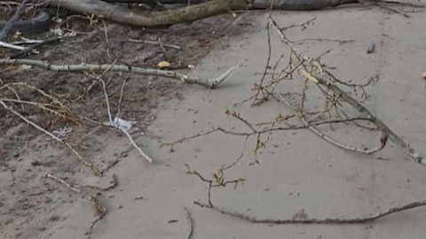 В Рязани на пенсионерку упало дерево