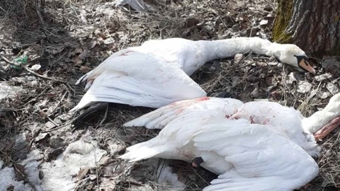 В Самарской области возбуждено уголовное дело по факту незаконной охоты на лебедей