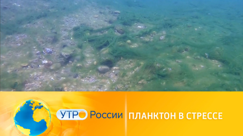 Утро России. Планктон в стрессе: подводные обитатели Байкала страдают от бытовой химии