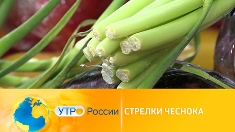 Утро России. Стрелки чеснока: сорняк или источник здоровья