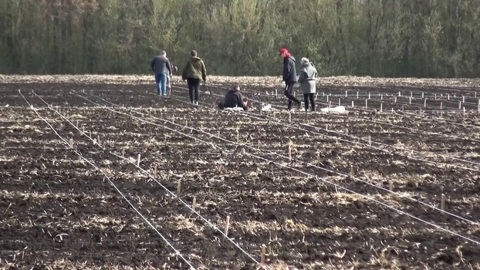 Воронежские и белорусские ученые создадут уникальные сорта сои