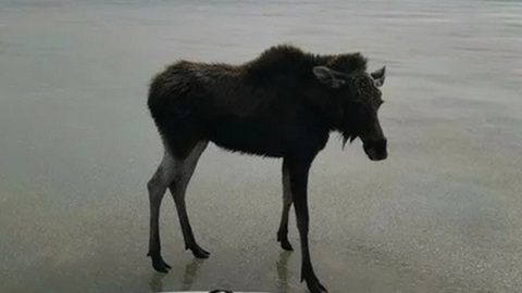 Молодого лося спасли с дрейфующей льдины на Обском водохранилище
