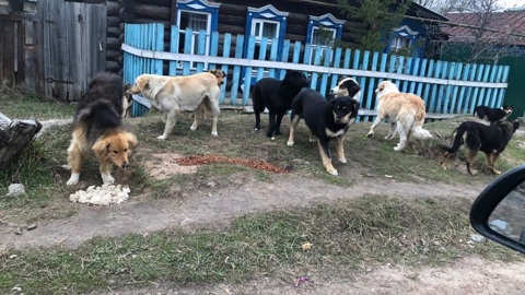Разорвали кота: жители Казани пожаловались на агрессивную стаю собак