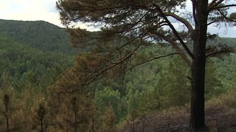 В Мурманской области тушат первый лесной пожар