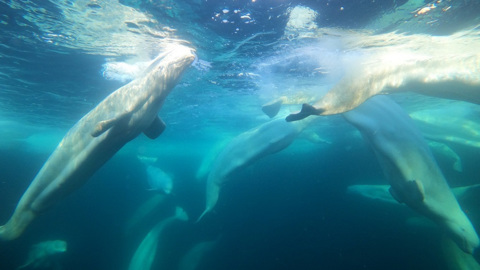 Люди больше не могут кормить белух, попавших в ледовый плен