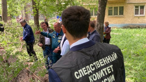 В Засвияжье 11-летнюю девочку едва не убило деревом