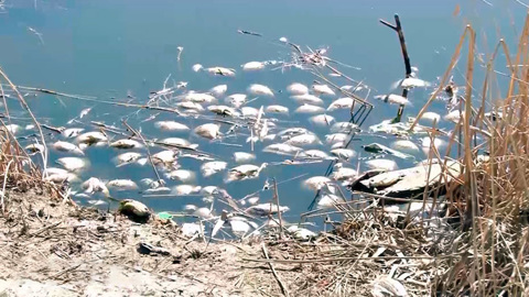 Названа причина массовой гибели рыбы в зауральских водоемах