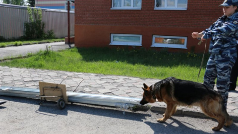 В Томске служебная собака помогла раскрыть преступление