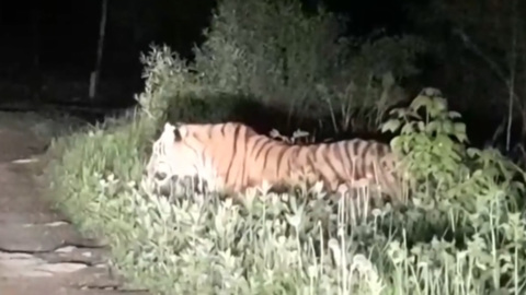 ЧП. На Дальнем Востоке тигры все чаще встречаются с людьми