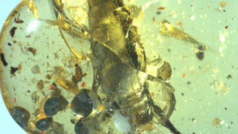 99 миллионов лет: в янтаре найдены древняя улитка и её новорождённое потомство