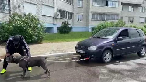 Пес-рекордсмен из Воронежа перетащил машину весом более тонны