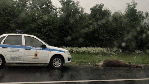 Под Ярославлем произошло ДТП с лосем
