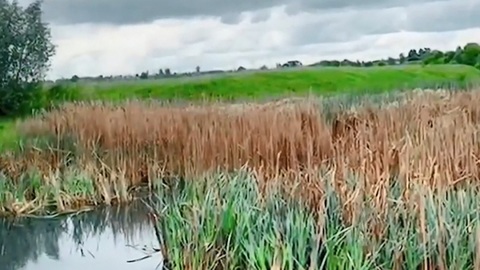 В Оке вода стала черно-фиолетового цвета. Прокуратура проводит проверку