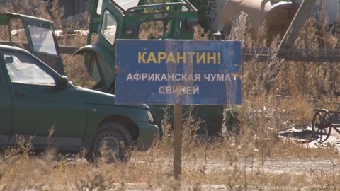 Фермера обвинили в распространении АЧС в Воронежской области
