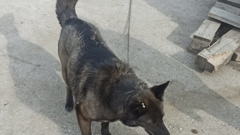 "Выживший": в Новосибирске нашли собаку, пропавшую во время взрыва на АЗС