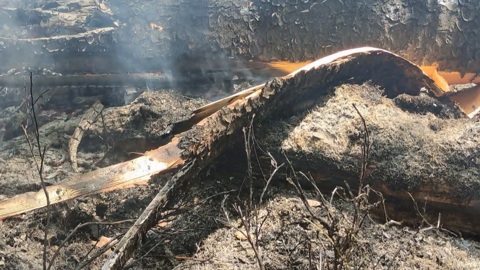 В Смоленской области пожар сжег 6 гектаров лесной подстилки
